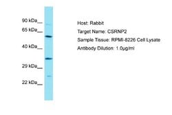 FAM130A1 Antibody, Novus Biologicals 100 &mu;L | Buy Online | Novus Biologicals | Fisher Scientific